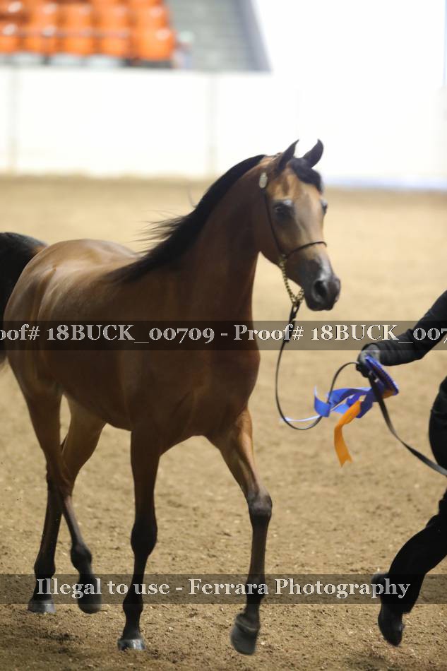 Proof 18BUCK_00709