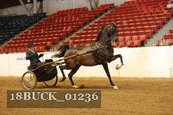 18BUCK_01236 proof