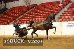 18BUCK_01239 proof