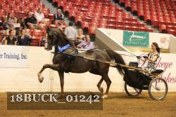 18BUCK_01242 proof