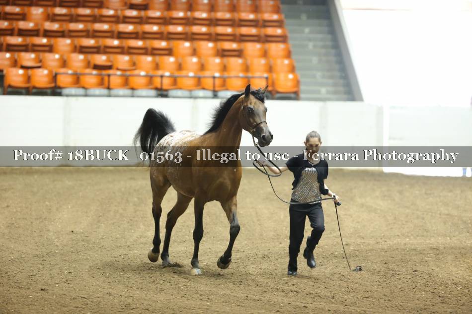 Proof 18BUCK_01563