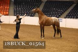 18BUCK_01564 proof