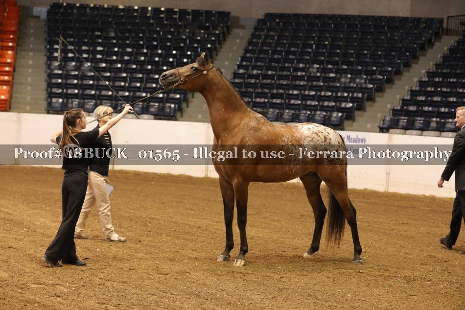 Proof 18BUCK_01565