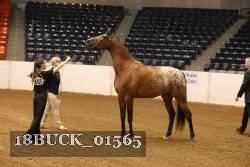 18BUCK_01565 proof
