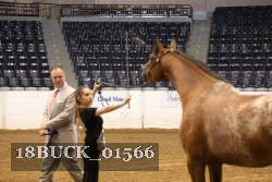 18BUCK_01566 proof