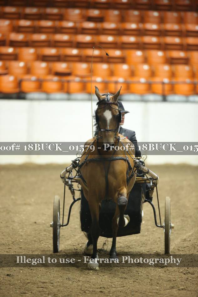 Proof 18BUCK_01579