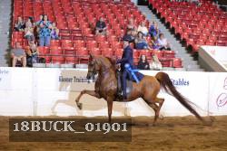 18BUCK_01901 proof