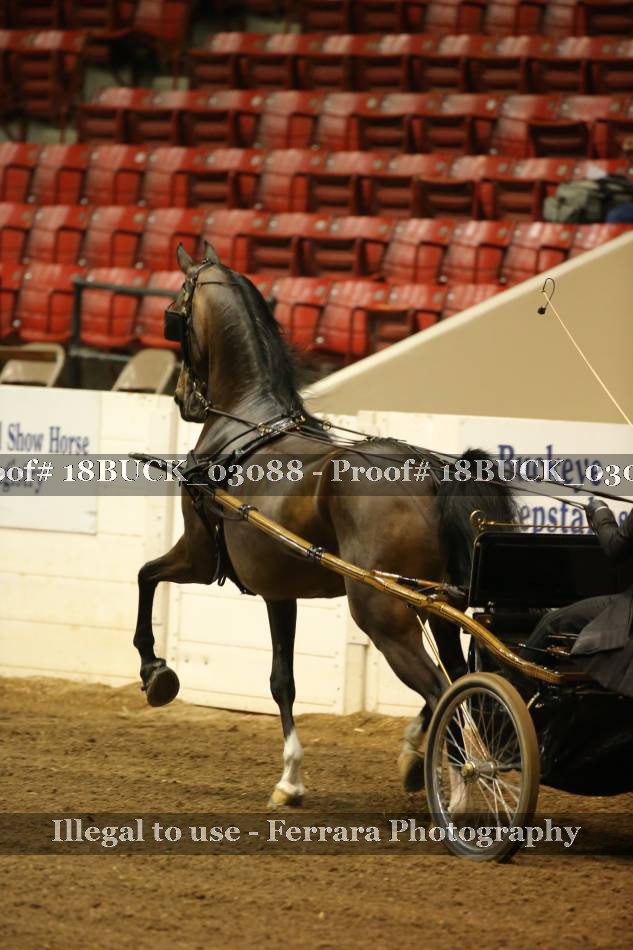 Proof 18BUCK_03088