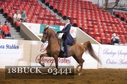 18BUCK_03441 proof