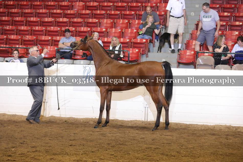 Proof 18BUCK_03518