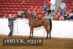 18BUCK_03518 proof