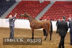 18BUCK_03519 proof