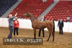18BUCK_03520 proof