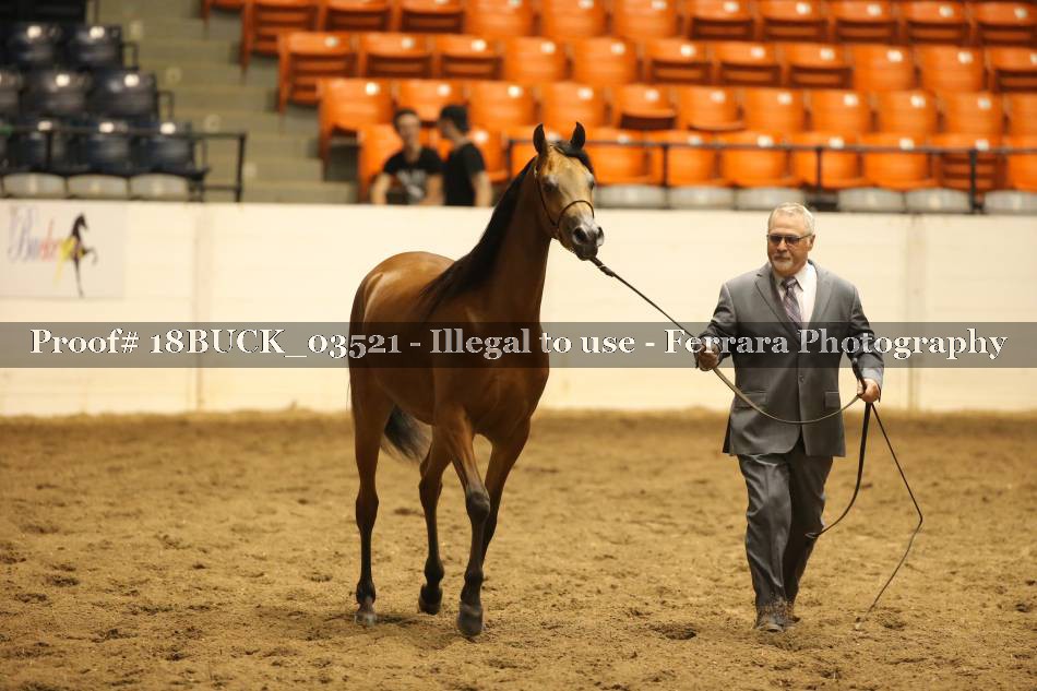 Proof 18BUCK_03521