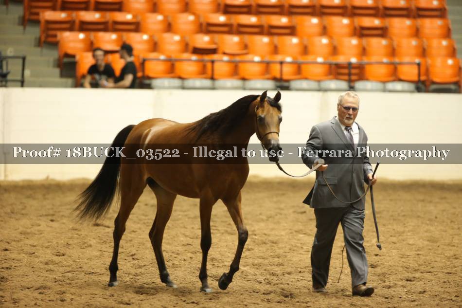Proof 18BUCK_03522