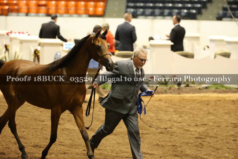 Proof 18BUCK_03529