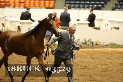 18BUCK_03529 proof