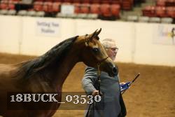18BUCK_03530 proof