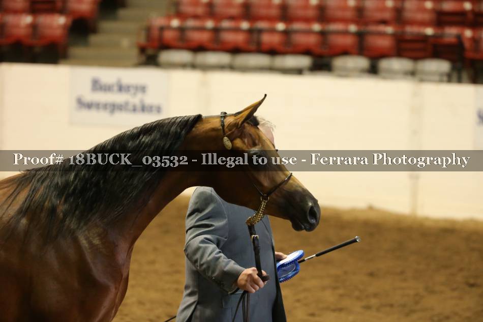 Proof 18BUCK_03532