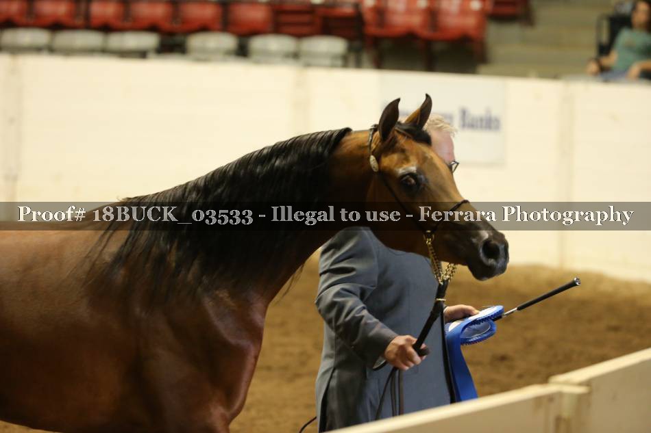 Proof 18BUCK_03533