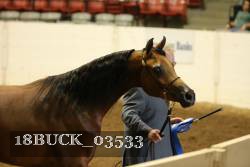 18BUCK_03533 proof