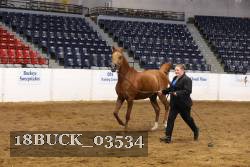18BUCK_03534 proof