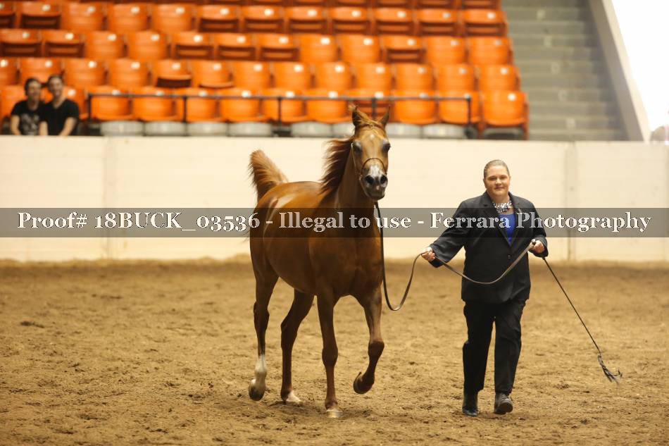 Proof 18BUCK_03536