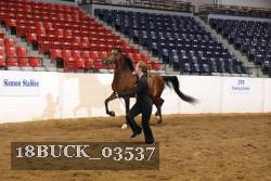 18BUCK_03537 proof