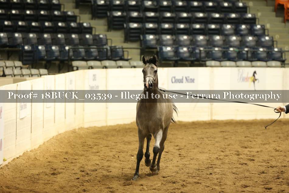 Proof 18BUCK_03539