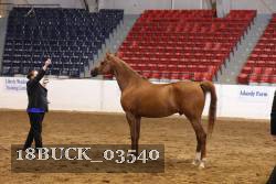 18BUCK_03540 proof