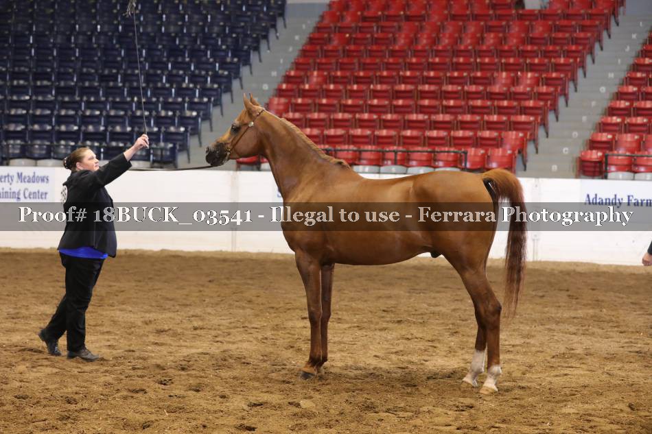 Proof 18BUCK_03541