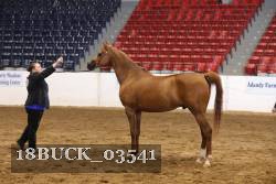 18BUCK_03541 proof