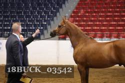 18BUCK_03542 proof