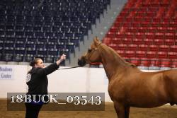 18BUCK_03543 proof