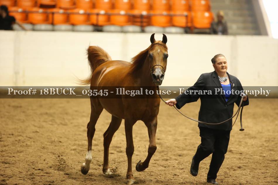 Proof 18BUCK_03545