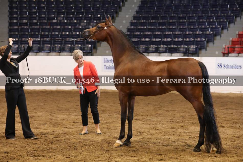 Proof 18BUCK_03546
