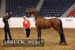 18BUCK_03547 proof