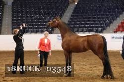 18BUCK_03548 proof