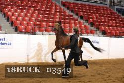 18BUCK_03549 proof