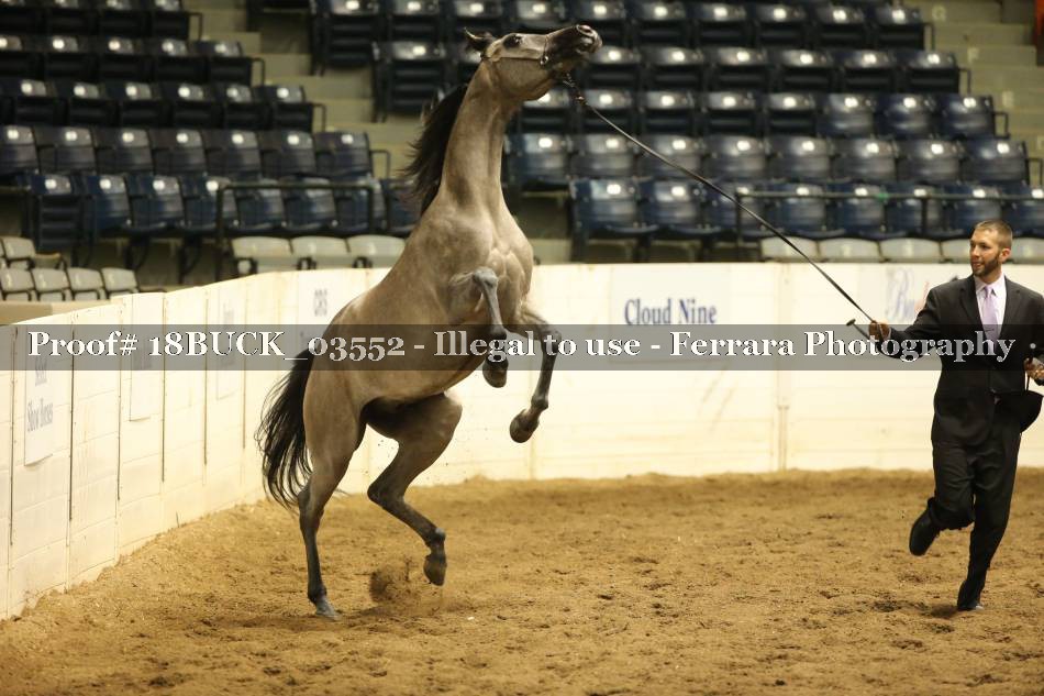 Proof 18BUCK_03552