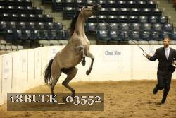 18BUCK_03552 proof
