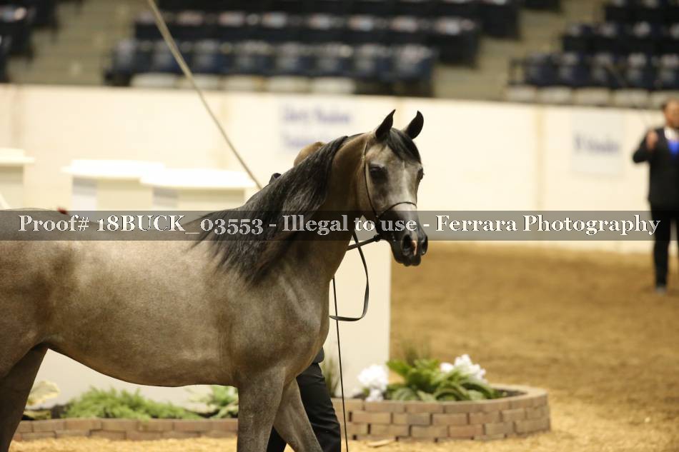 Proof 18BUCK_03553
