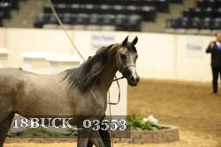 18BUCK_03553 proof