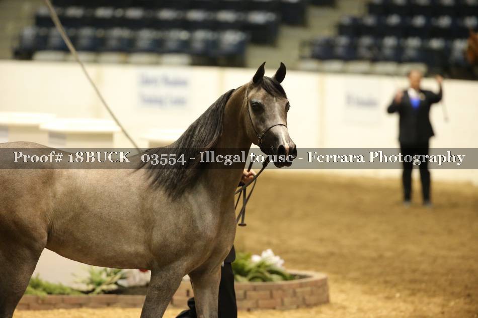 Proof 18BUCK_03554