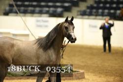 18BUCK_03554 proof