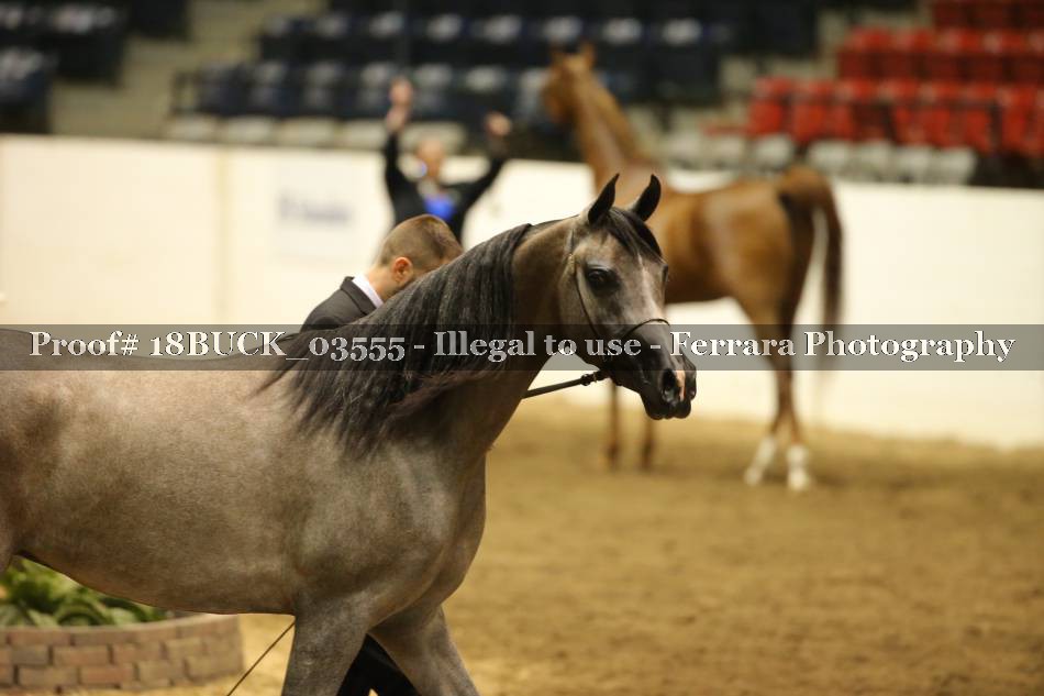 Proof 18BUCK_03555