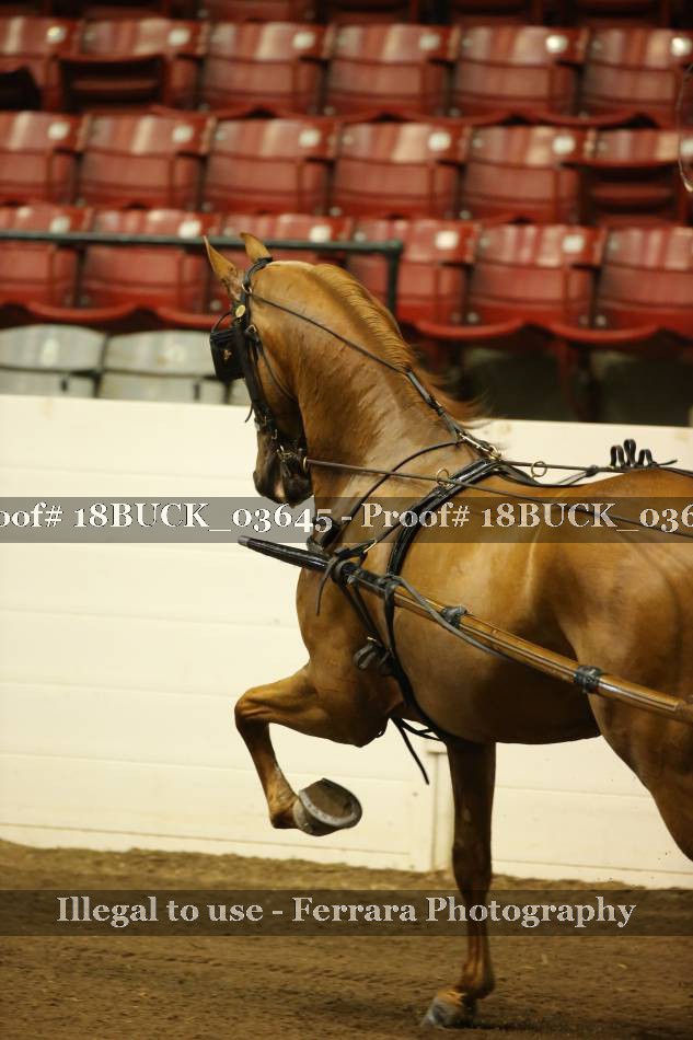 Proof 18BUCK_03645