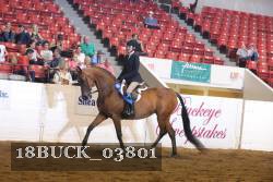 18BUCK_03801 proof