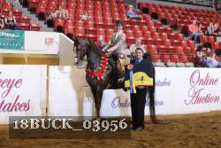 18BUCK_03956 proof
