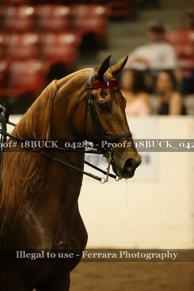 Proof 18BUCK_04285